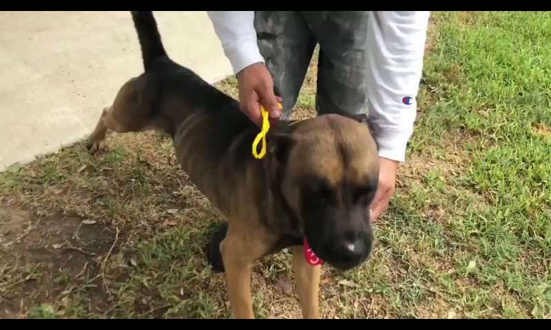 JayneMarie007 (@JayneMarie007) on Twitter photo 2019-09-18 00:45:54 CRITICAL NOW⚠️🆘HARRIS COUNTY ANIMAL SHELTER HOUSTON TEXAS🆘COULD BE KILLED TODAY, I MIGHT NOT SEE TOMORROW 💥PLS SHARE TILL SAFE! #ADOPT #FOSTER #RESCUE #PLEDGE ♥️HW N/A German Shepherd (M) 3yrs. Friendly & sweet boy. petharbor.com/pet.asp?uaid=H… facebook.com/harriscountyan… CRITICAL NOW⚠️🆘HARRIS COUNTY ANIMAL SHELTER HOUSTON TEXAS🆘COULD BE KILLED TODAY, I MIGHT NOT SEE TOMORROW 💥PLS SHARE TILL SAFE! #ADOPT #FOSTER #RESCUE #PLEDGE ♥️HW N/A German Shepherd (M) 3yrs. Friendly & sweet boy. petharbor.com/pet.asp?uaid=H… facebook.com/harriscountyan…