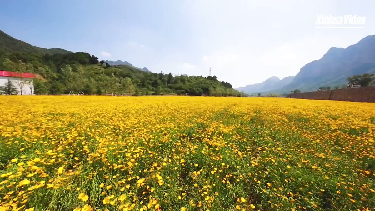 Bloomin' marvelous: Flowers carpet the foot of Taihang Mountain in Hebei, north China
