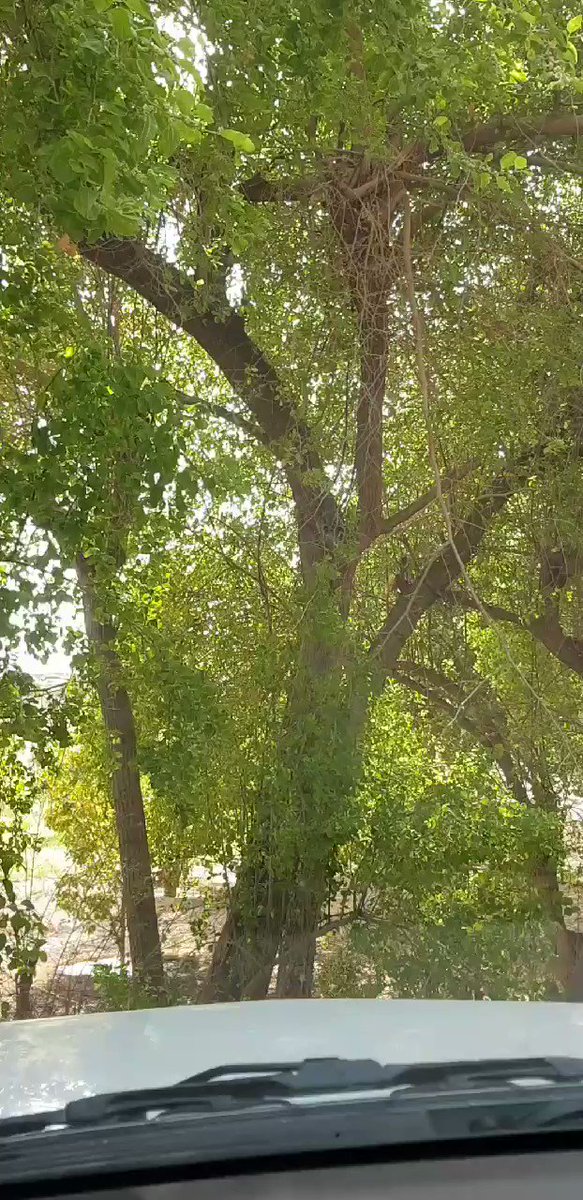 ناجي الشافي On Twitter شجرة السدر من الأشجار المباركة التي ورد