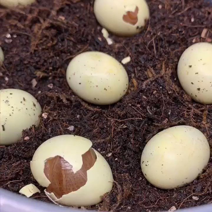 🐌🐈Dan🐈🐌 (@gaytiss) on Twitter photo 21/09/2019 01:08:25 I think I’ve posted this before but here is one of my snail eggs hatching in June I think I’ve posted this before but here is one of my snail eggs hatching in June