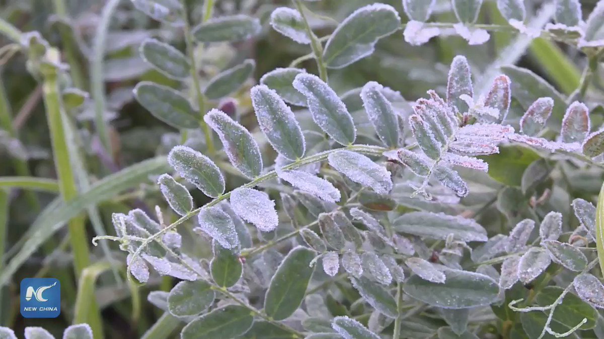 Frost adds a crystal rim or cover to flowers and leaves as temperature drops in China's northernmost border city Mohe
