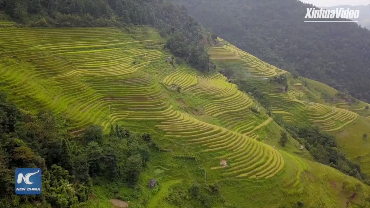 Featuring terraced fields, Rongjiang County in SW China's Guizhou sees rice harvest