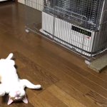 ストーブの魔力に負けちゃった猫が可愛すぎる!