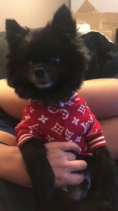 My sweet little guy❤️ https://t.co/m0lssjbNGd