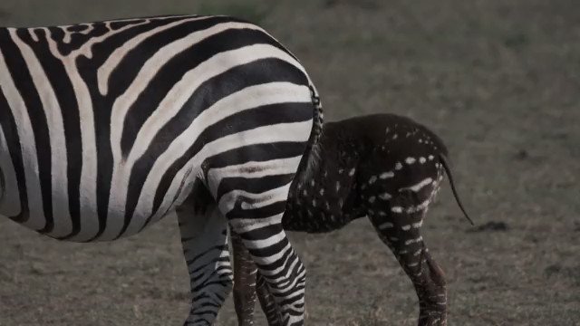 VIDEO: A polka-dot zebra foal is spotted in Kenya’s Maasai Mara National reserve.The unique dot pattern could increase the foal's vulnerability. Zebra stripes provide camouflage from colour-blind predators - the lines blur with movement and individuals don’t stand out in groups