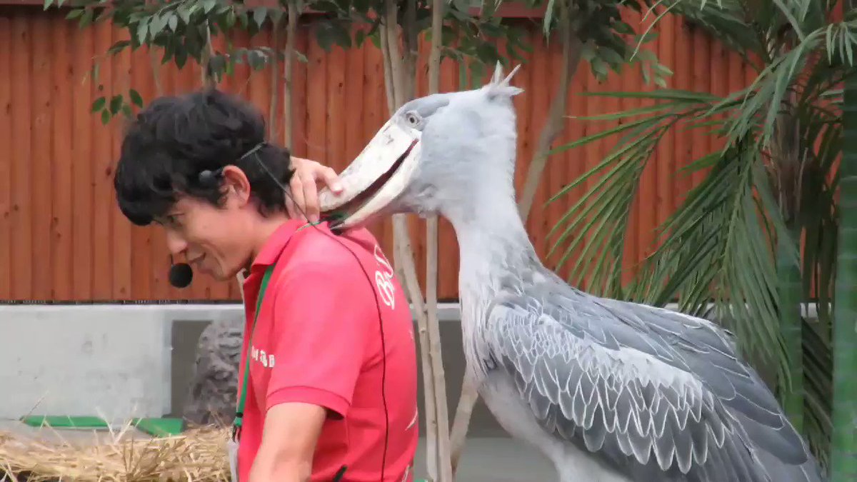 Twitter 上的 髙柳幸央 掛川花鳥園 ハシビロコウ ふたば スタッフさんふたばに絡まれる D T Co Uk1slmjrkg Twitter