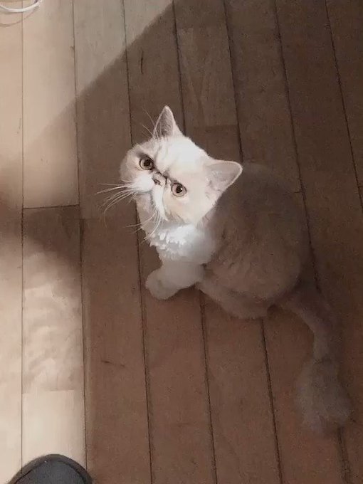 ブサカワ猫のtwitterイラスト検索結果