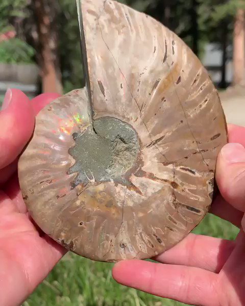 Un par espectacular de amonites de hace 110 millones de años con una concha iridiscente arcoíris y cámaras de geoda de calcita en su interior. Vía Unearthedhttp://www.instagram.com/astoneforeveryhome/ …