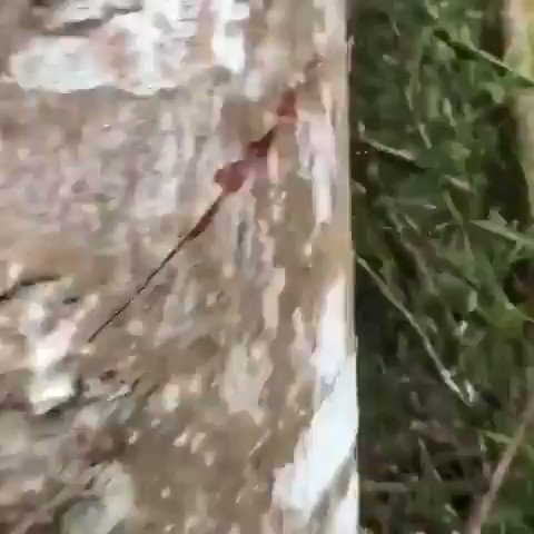 樹木が流血！？真っ赤な樹液が出る木が見つかる！