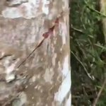 樹木が流血!？真っ赤な樹液が出る木が見つかる!