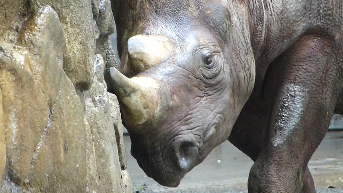 上野動物園 公式 すりっすりっ 角研ぎ サイの角は 毛や爪とおなじく皮膚が角質化してできたもの 少しずつ伸びるから こうして自分好みに整えるよ ヒガシクロサイ 先週末に撮影 今週末も下り坂 雨の日によく見る 湿気があるとうまく削れる