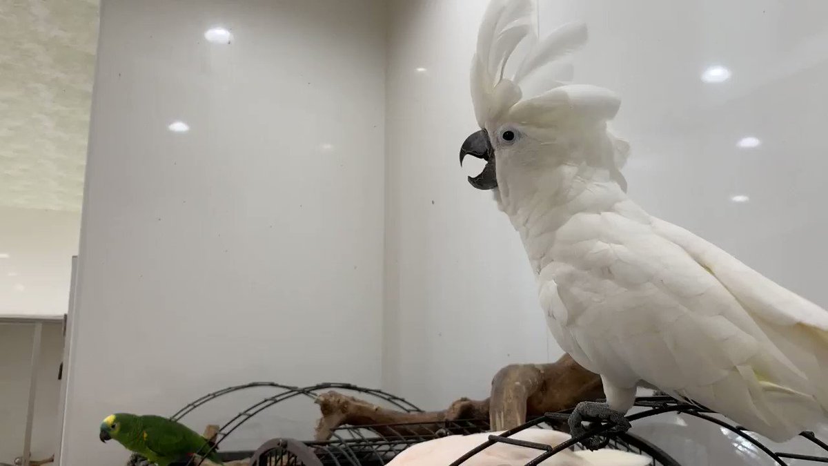 鳥の遊び場 鳥楽園 On Twitter タイハクオウムの雄叫び うちで一番雄叫びをあげるタイハクオウムのくぅちゃん1週間くらいに1度このくらいです オオバタンの南は月1度くらいの感じです