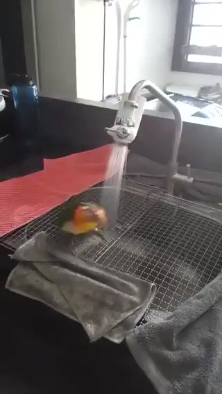 ¡Es hora de darse una ducha! 🦜🚿📹:¿?