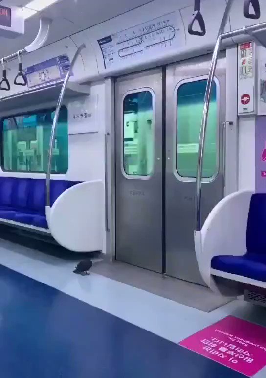 飛んでるハトはもう古い！？今時のハトは電車を利用しますwww