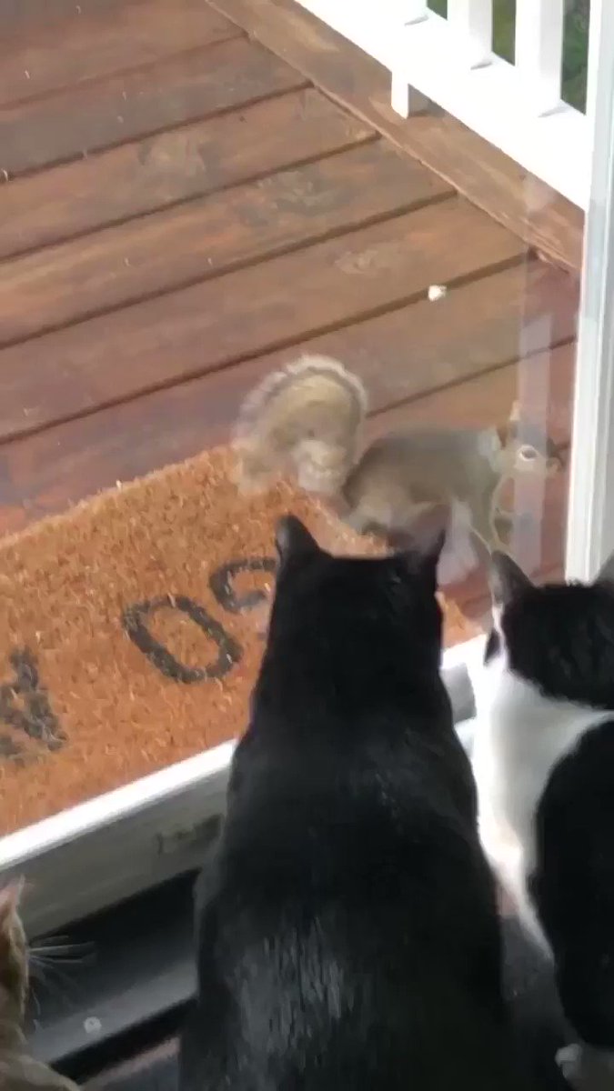 Ratatosk (@Ratatosk4) on Twitter photo 21/09/2019 21:25:31 @sneakdoorbeta @catpineapple Cats are even happier squirrels exist. #TheLoveThatDareNotPurrItsName 😻🐿 @sneakdoorbeta @catpineapple Cats are even happier squirrels exist. #TheLoveThatDareNotPurrItsName 😻🐿