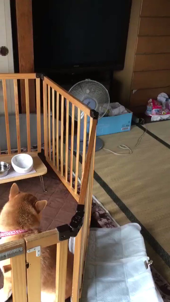お婆ちゃんが一時帰宅で帰って来た時の、飼い犬の喜びようが半端じゃない！！