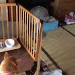 お婆ちゃんが一時帰宅で帰って来た時の、飼い犬の喜びようが半端じゃない!