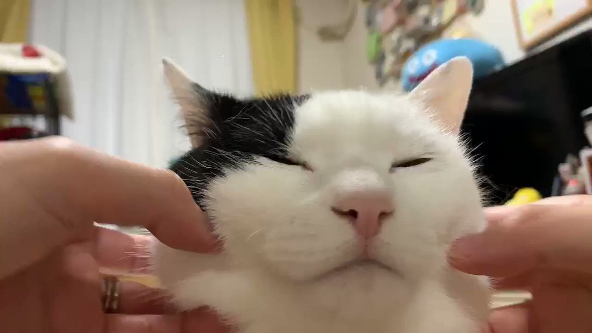 猫さんのほっぺた よく伸びる をモチモチマッサージする動画がすばらしい もちもちの もちもちもちもちもちもち Togetter