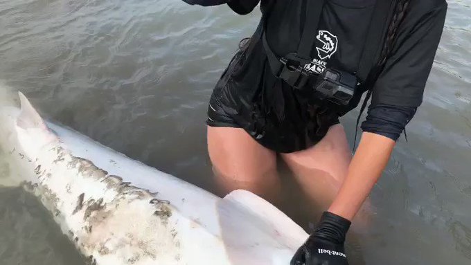 マルコス 釣り名人への道さん がハッシュタグ ホワイトスタージョン をつけたツイート一覧 1 Whotwi グラフィカルtwitter分析