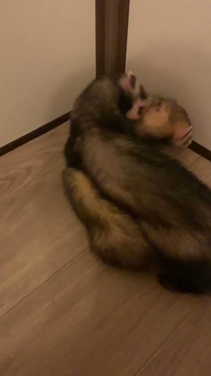 おしゃれフェレット