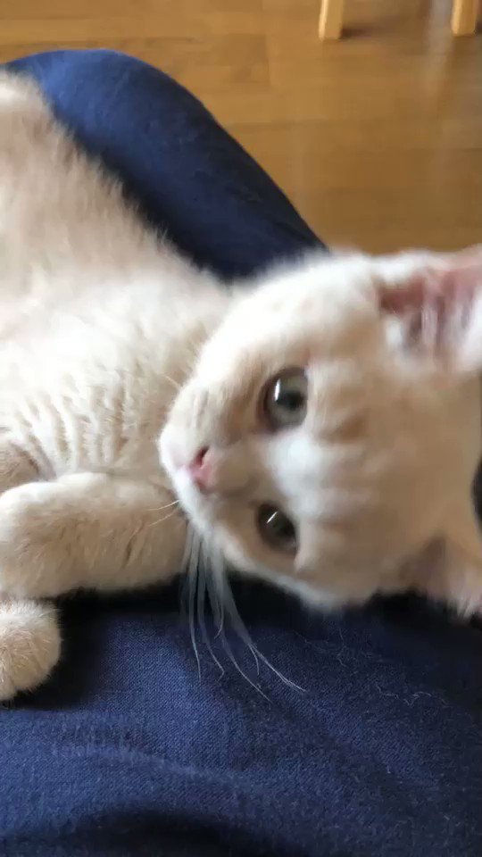 猫の鳴き声がとっても可愛い・ゴロゴロと甘えてくる！かわいい♡