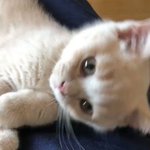 猫の鳴き声がとっても可愛い・ゴロゴロと甘えてくる!かわいい♡