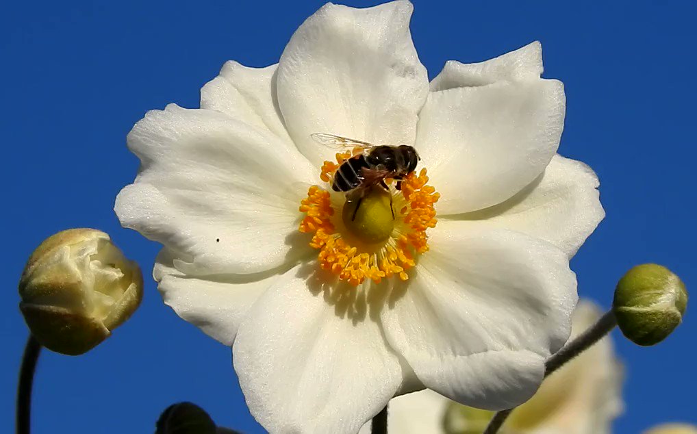 Georg Gmür (@georggmuer) on Twitter photo 2019-09-22 15:36:27 .#Bienenland @Schweiz #TagderHonigbiene #Sommer 🐝 #Honey #Bee @ #work Bee-friendly #flowers #SaveTheBees #WorldBeeDay @foe_us @EarlhamInst #honeymonth #gardening #honeycomb #Insect #nature @ForeverGlobalHQ @NatGeoPhotos @InsectRespect #HoneyMoon @NewInZurich @PETADeutschland .#Bienenland @Schweiz #TagderHonigbiene #Sommer 🐝 #Honey #Bee @ #work Bee-friendly #flowers #SaveTheBees #WorldBeeDay @foe_us @EarlhamInst #honeymonth #gardening #honeycomb #Insect #nature @ForeverGlobalHQ @NatGeoPhotos @InsectRespect #HoneyMoon @NewInZurich @PETADeutschland