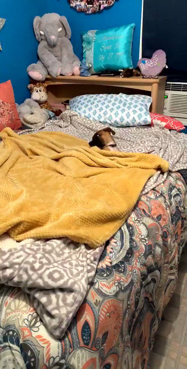 Dak (@RidiculousDak) on Twitter photo 2019-09-24 04:08:36 “Do you really let your dog sleep in the bed with you??” My dog: “Do you really let your dog sleep in the bed with you??” My dog: