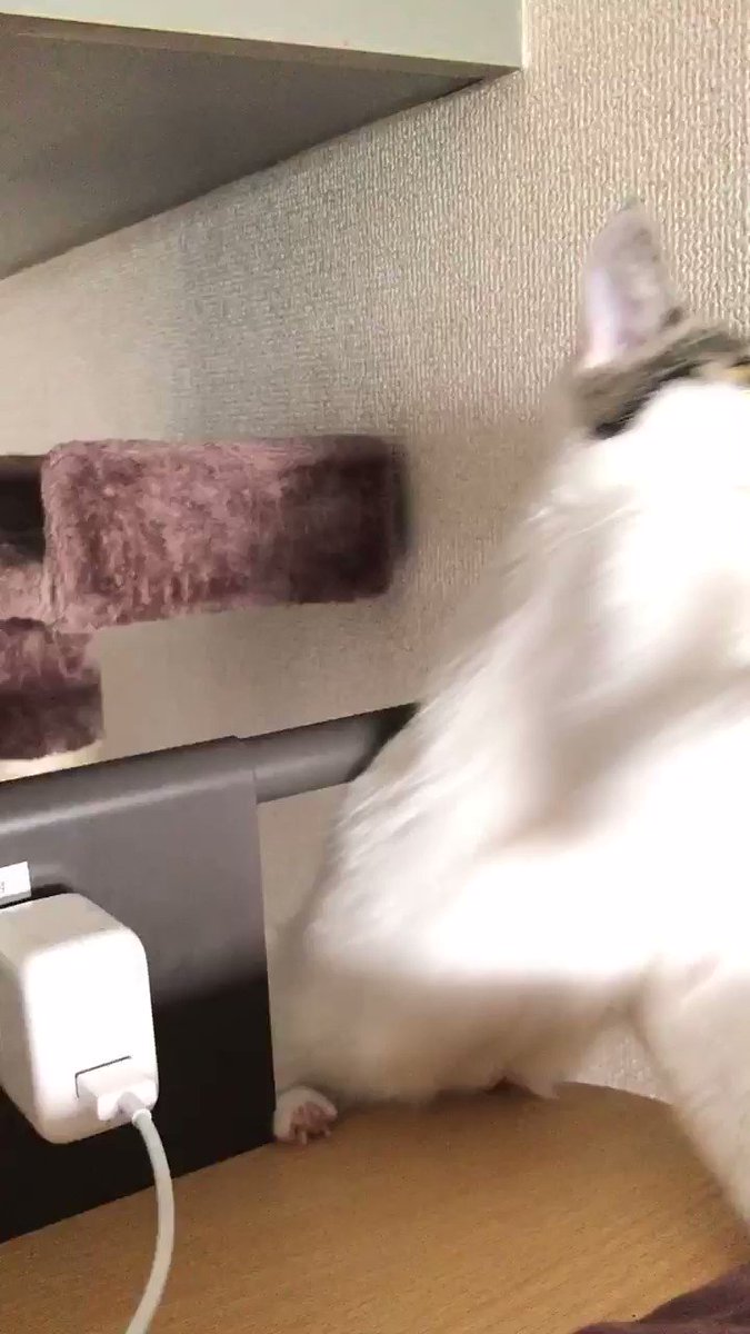 飼ってる猫がロフトベッドに登ってくるときの顔 あまりにも必死過ぎて必ず笑ってしまう 無限に見れる Togetter