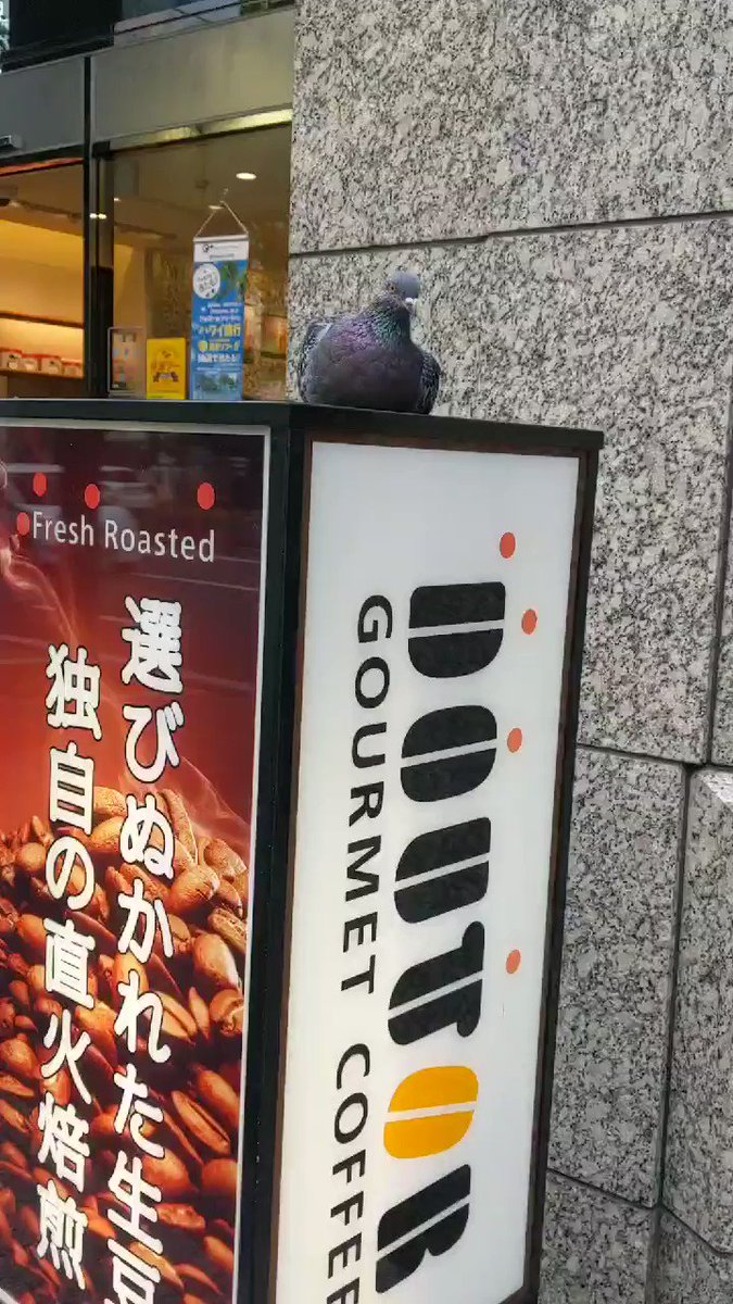 DOUTORの看板が気に入っちゃた！！回るのが楽しい鳩ポッポｗｗｗ