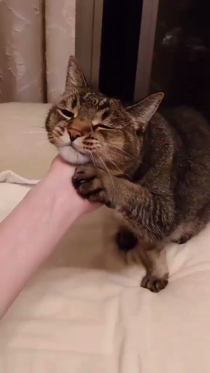 どうしても喉を鳴らして欲しいという猫ちゃん・飼い主の手を喉に誘導させる！！