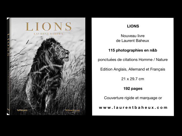 Laurent Baheux Photo Nouveau Livre Lions 115 Photographies En N B Ponctuees De Citations Homme Nature Edition Anglais Allemand Et Francais 192 Pages Couverture Rigide Et Marquage Or T Co 4lbehduetb T Co Qqxjulplho
