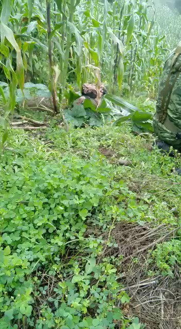 Video insertado