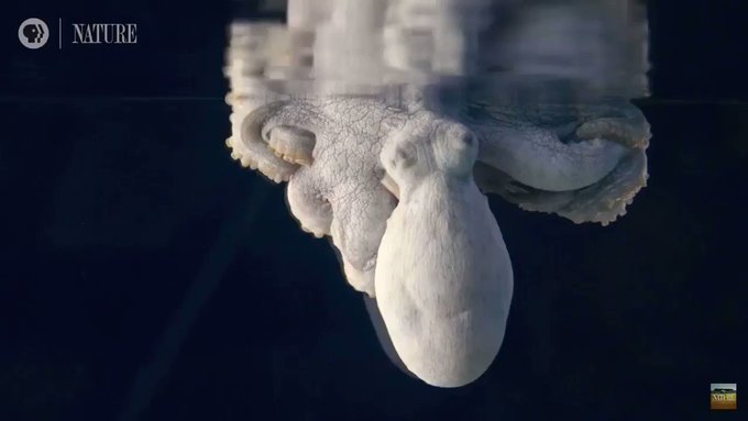 Ενσωματωμένο βίντεο