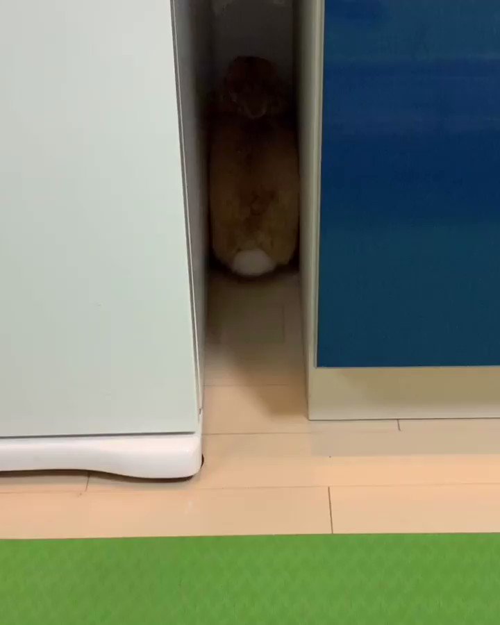 後ろ向きでぷりぷりと隙間から出てくるウサギがかわいすぎる！！！