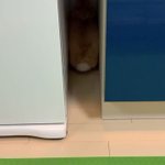 後ろ向きでぷりぷりと隙間から出てくるウサギがかわいすぎる!!