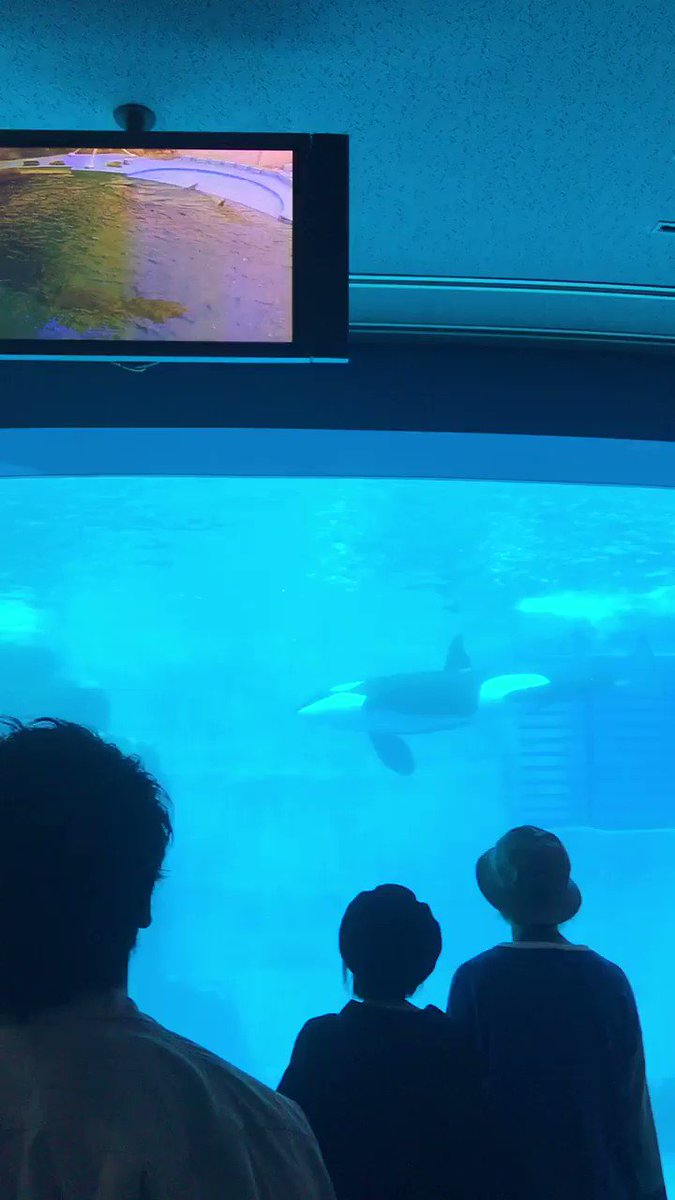 トマル 突如tlに放流されるシャチ 名古屋港水族館 トマル 突如tlに放流されるシャチ 名古屋港水族館
