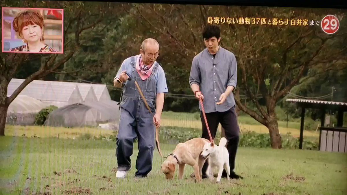 志村 どうぶつ 園 白井 家 放送 中止 白井家 志村動物園 が文春砲でやばい 放送中止 打ち切りの可能性も 志村 どうぶつ 園 白井 家 放送 中止 白井家 志村動物園 が文春砲でやばい 放送中止 打ち切りの可能性も