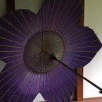 日本の美!光によって色が変化する桔梗の傘がすばらしすぎる