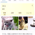 Googleで猫と検索するとAR猫が表示できま表示できる!？