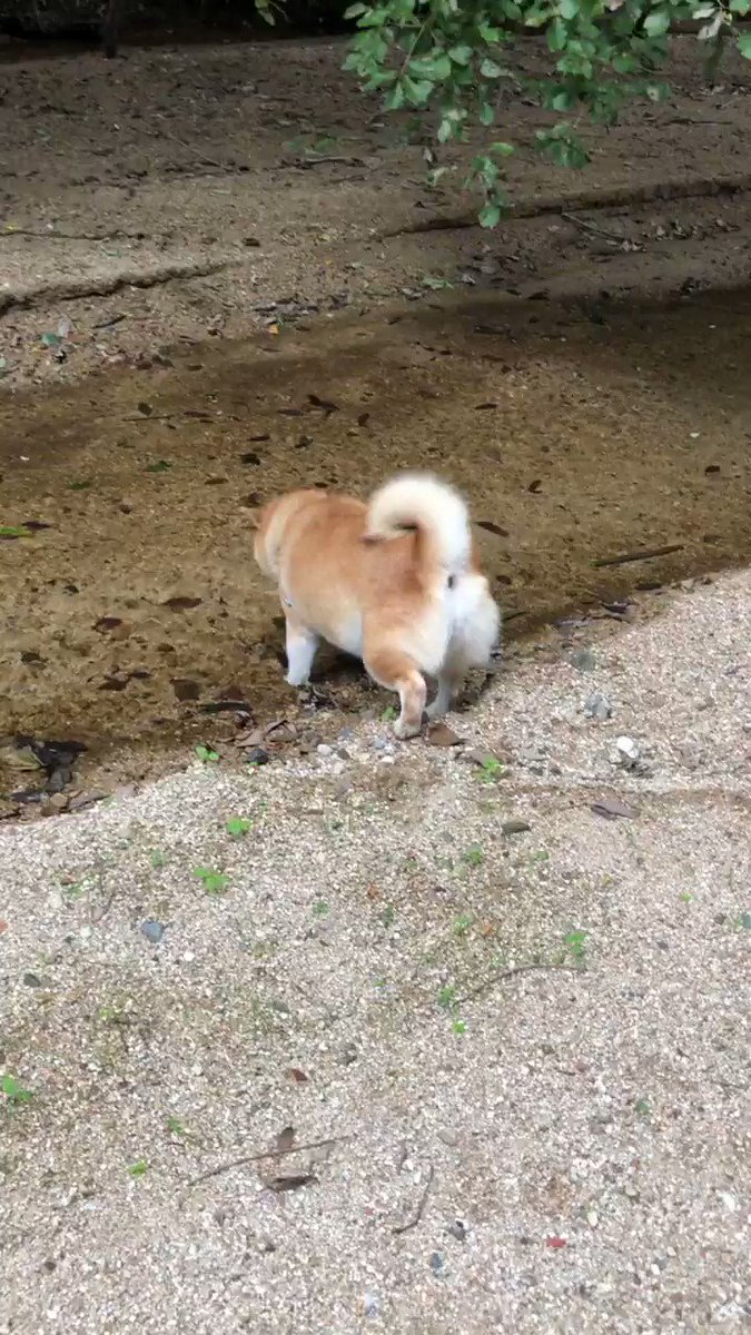 力士顔負けの ドスコイ感 獣医も太鼓判を押した柴犬 アンちゃんのマッスルボディーが話題 ウォーカープラス