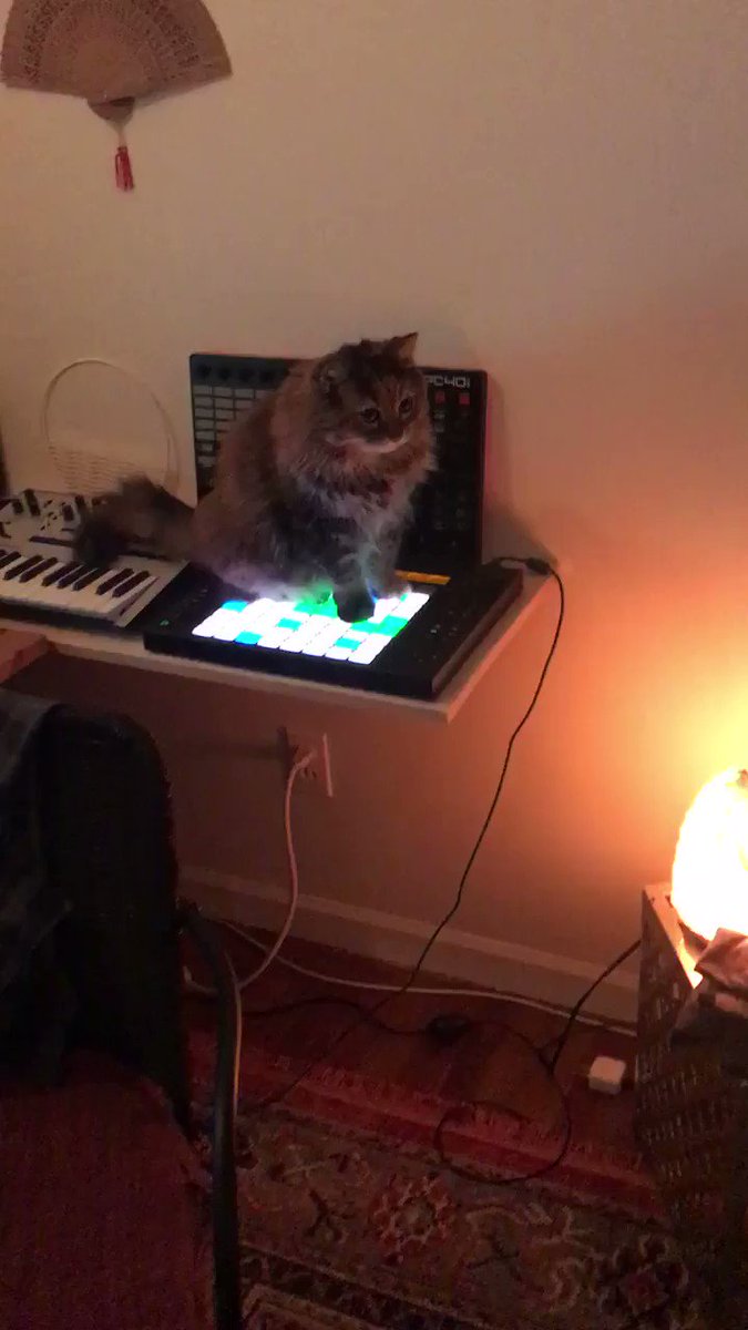 Котик-музыкант