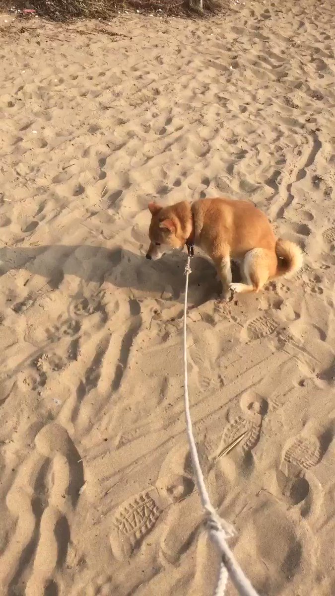 Isurugi 久しぶりに実家の犬と散歩 おしっこの砂かけ下手すぎるって親から聞いてたけど ほんとに下手すぎた