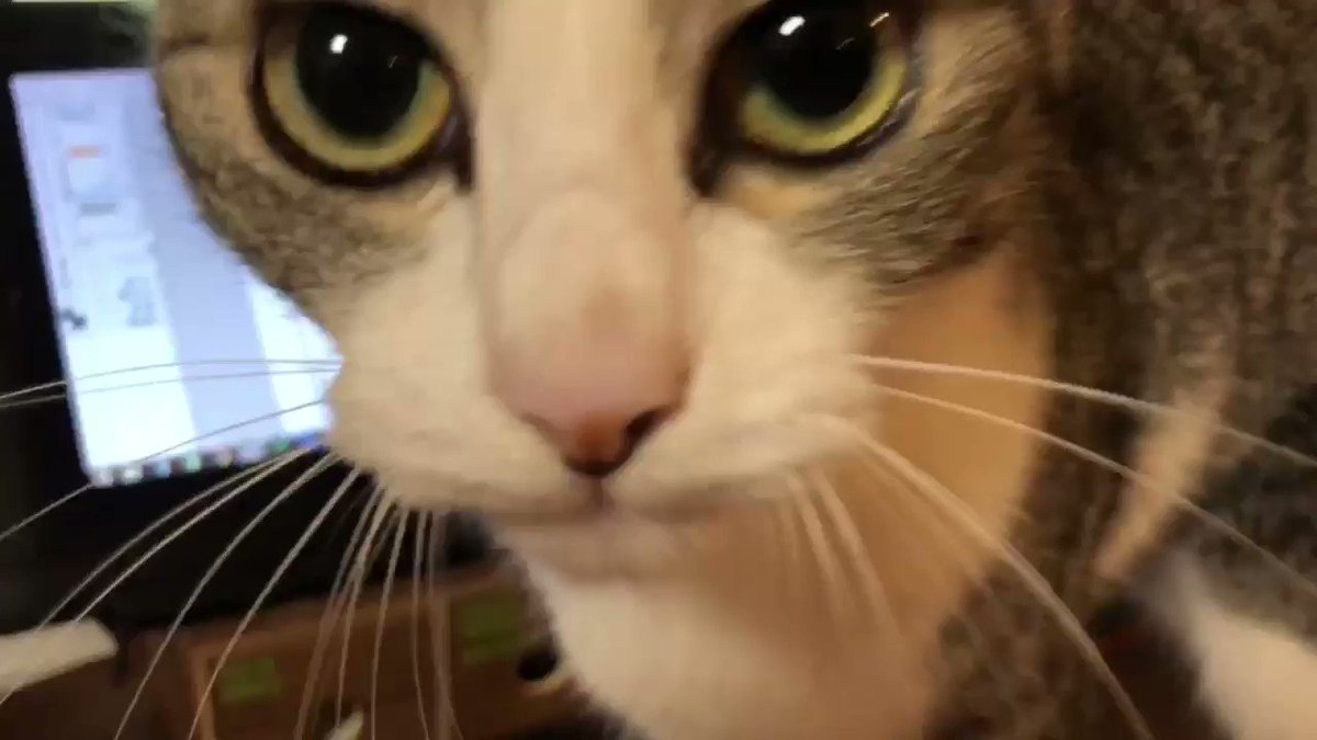 家の戸棚を開けてたら猫さんに見つかって 調査させろ ナーン ナオーン と執拗に要求される動画 この目つきが好き Togetter 家の戸棚を開けてたら猫さんに見つかって 調査させろ ナーン ナオーン と執拗に要求される動画 この目つきが好き Togetter