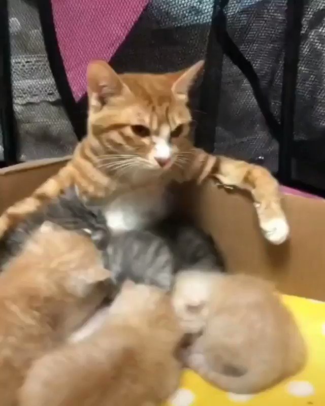 母猫の母乳のあげ方がものすごくかっこいい！！肝っ玉母さん！！
