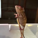 親切に身振り手振りジェスチャーを交えて道案内しようとするカメレオン!