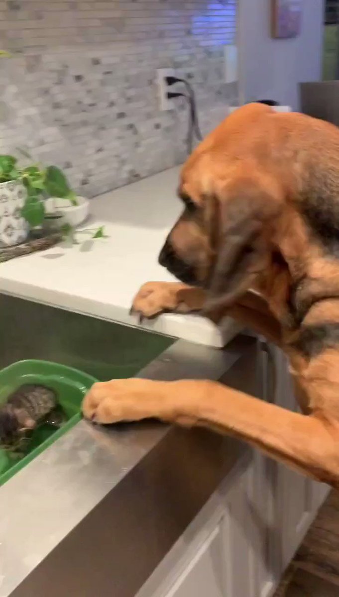 Jack Skellington (@J4CKMULL) on Twitter photo 2019-10-06 05:48:25 This is hands down the purest video I have ever seen This is hands down the purest video I have ever seen