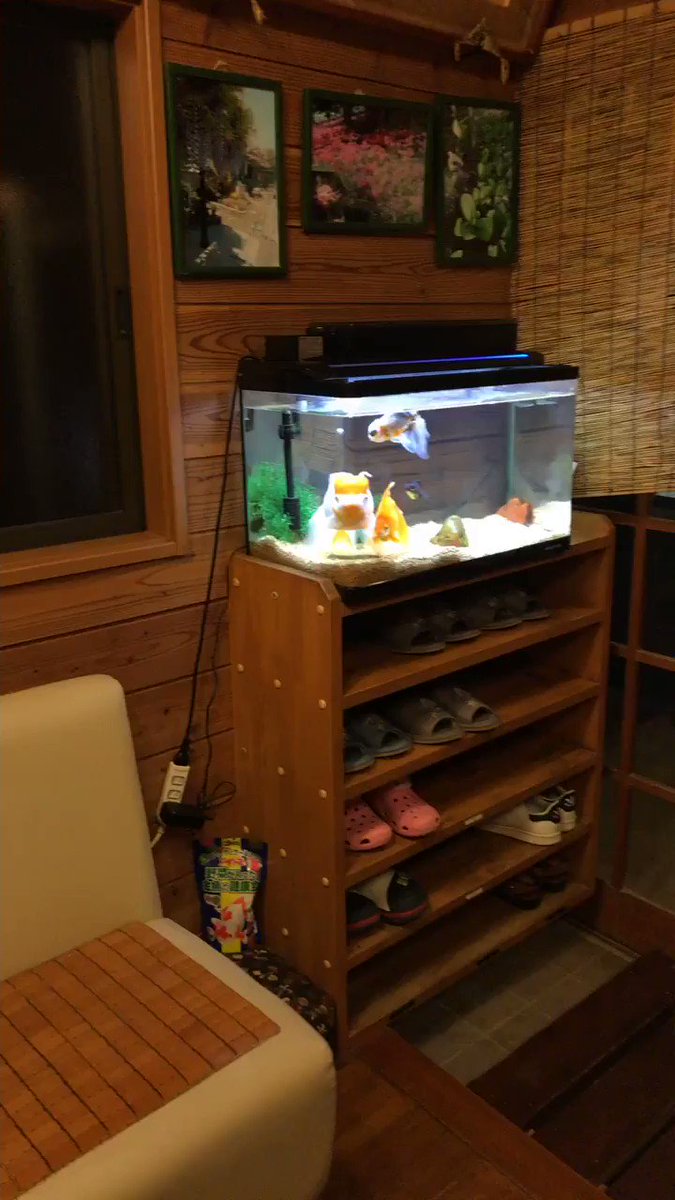これはちょっと怖いかもwww病院の待合室でじっと見つめてくる金魚に思わず戦慄www