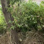 下着泥棒をばっちり撮影しました。顔もはっきり映っています。