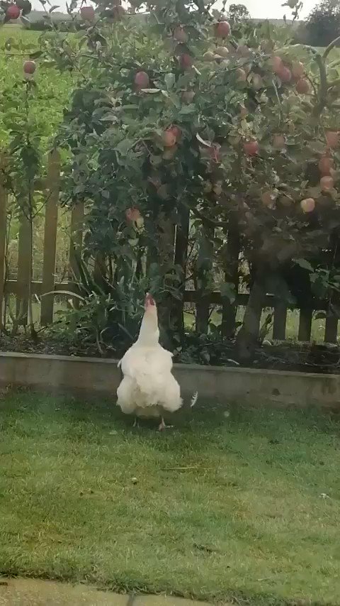 リンゴが欲しくてジャンプするにわとり！可愛い！